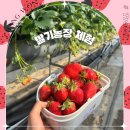 내농장 | 창원 딸기농장 체험 내가키워팜 힐링 데이트
