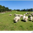 녹색목장 이미지