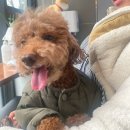 오늘도 해맑개 | 웰튼동물병원 푸들 강아지 쓸개골탈구 수술 및 6개월 경과