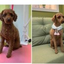 마스터그루밍클럽 이미지