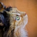 신호동물병원 이미지