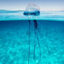 (35:18) Portuguese man-of-war 이미지