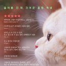 나만 없어 고양이 이미지