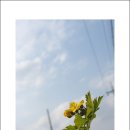 미치광이풀 이미지