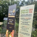 금화파크 | 대구 네이처파크 할로윈 축제 교감키트 할인 동물원 카피바라 사자