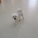 뿡뿡애견호텔 이미지