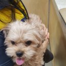 모라동물병원 이미지