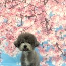 바닐라 퍼피 이미지