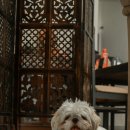 미소로동물병원 이미지