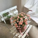 플로미스 이미지