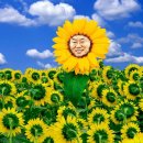 e바라기 이미지