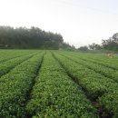 신안자연휴양림 이미지