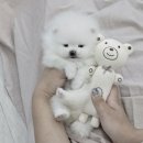 더 샵 동물메디컬센터 이미지