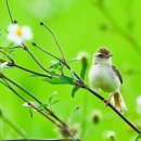 새들의 아침 이미지