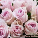 장미의거리11 이미지