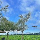 연꽃네일 | 2025 무안 <연꽃축제> 후기 및 초대가수 구창모 덕질 후기 (ft.락페 깃발 개찢었다)
