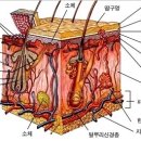 로뎀피부관리 네이버블로그