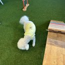 신세계유치원 | 전주애견호텔 찾다가 발견한 신세계… 애견유치원까지 완벽했던 후기!