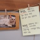 캣카페 집사의하루 분당점 이미지