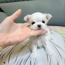 베리하우스 켄넬 이미지