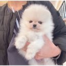 개린이집 강아지분양 고양이분양 전주본점 이미지