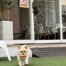 하우에버 포우에버 | 인천 계양구 애견동반 달누나카페, 임학공원 산책