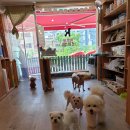 소중한 개 이미지