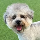 마마스미독펜트하우스 광주애견유치원&애견호텔 본점 이미지