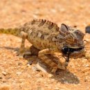 카멜레온 이미지