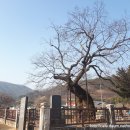 의령 세간리 현고수 이미지