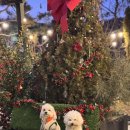 아지애견 | 시흥애견동반식당 시흥애견카페 블랙피그 시흥 정육식당❤️