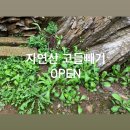 [9/23 이후 발송] 강원도 평창, 노지 자연산 생 고들빼기 판매합니다. 이미지