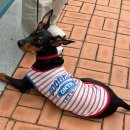 봄강아지 | 오키도키 OKTK 중형견 대형견 강아지 봄여름옷 추천::스트라이프 나시 착용감 솔직 후기