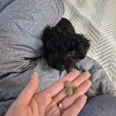 카인드 | 기호성 좋은 고단백사료 펫카인드 그린 트라이프 후기