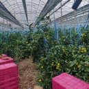 노지하우스 | 노지귤 뜻 노지 감귤이란 타이벡 감귤이란 하우스 감귤과 차이점