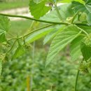 홉 호프 이미지