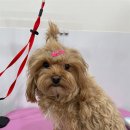 거북애견 이미지