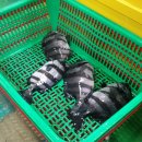 삽교시장 이미지