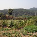 천성진성 이미지