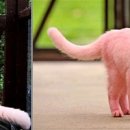 불쌍한 핑크색 고양이 이미지
