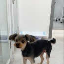 아임댕댕 이미지