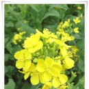 왕피리들꽃하우스 이미지