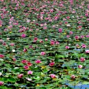 수련 Daum카페