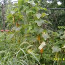 상채농장 이미지