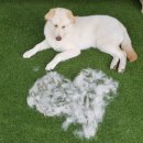 댄싱도그 이미지