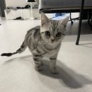 러블리펫그루밍 | 고양이 샴푸 추천 푸르릉 편백 샴푸 펫 타월 푸르릉