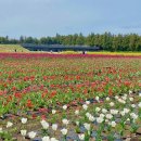 나만 아는 봄꽃 여행지 이미지