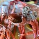 광성홍게장군 이미지