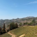 영농조합법인 보성차밭
