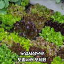 도일시장1 이미지